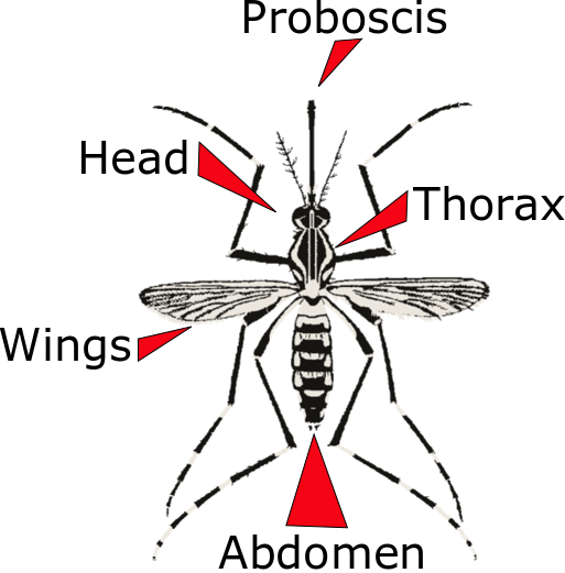 labled mosquito