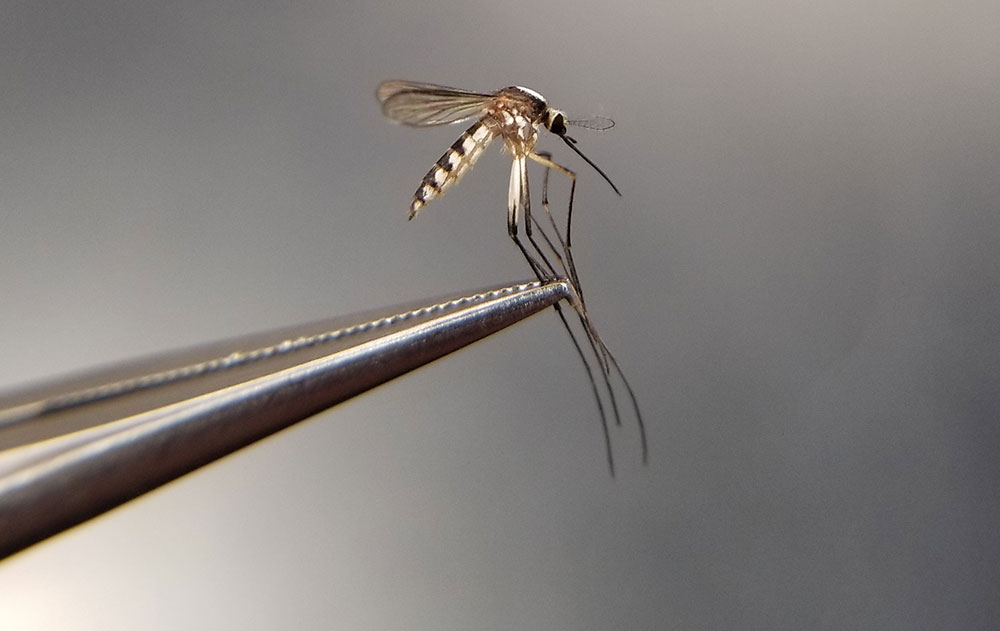 Mosquito Pest info
