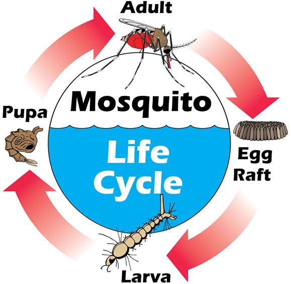 mosquitos are insects St Augustine FL mosquito diet life cycle 